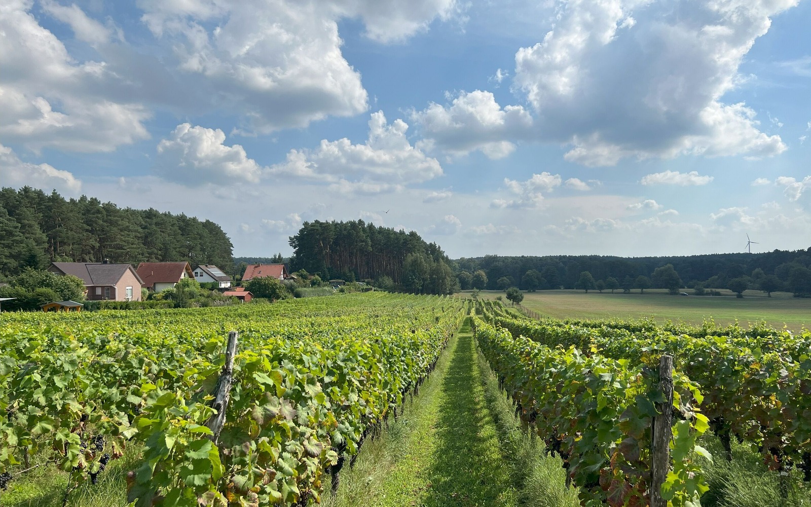 Weinberg Grano_Gernoth Apitz.jpg4, Foto: Gernoth Apitz, Lizenz: Gernoth Apitz